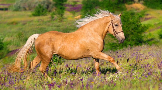 Light brown horse walking through grass