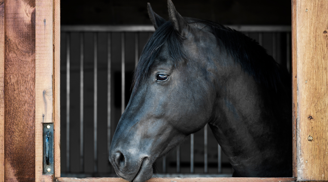 4 Common Skin Conditions in Horses